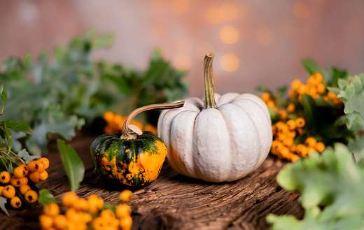 Pumpkins white yellow puzzle