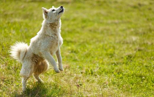 White dog standing playing