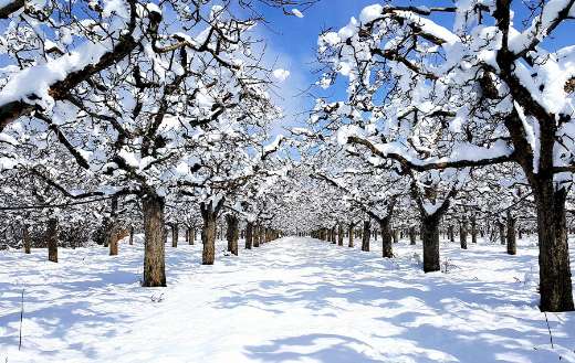 Apple orchard treated with snow