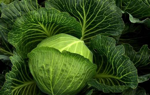 Cabbage cultivation puzzle
