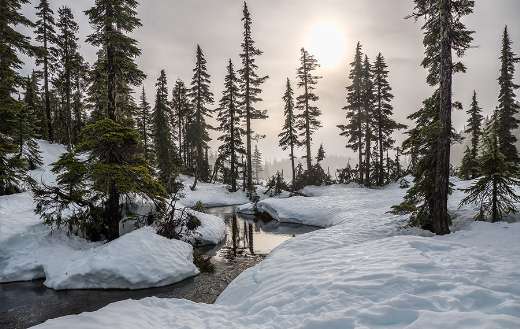 Green trees winter time online