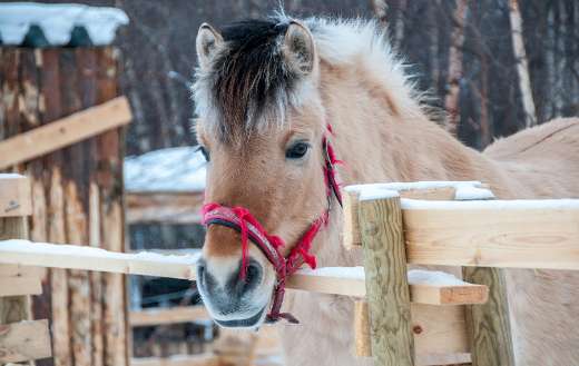 Long haired finnish horse puzzle