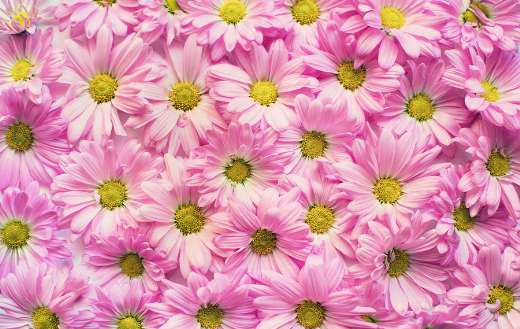 Pink daisies flowers puzzle