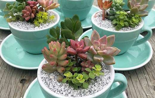 Succulents in cups puzzle