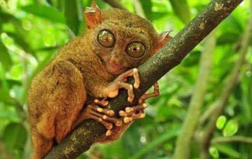 Tarsier puzzle