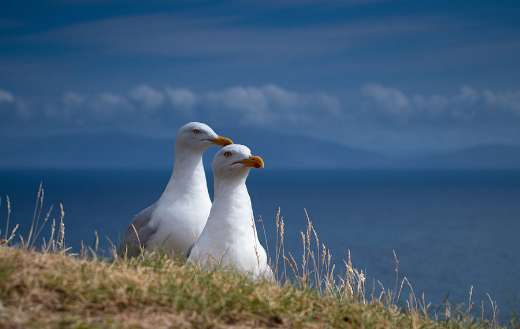 Two seagulls couple online