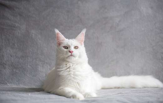 White maine coon short hair cat