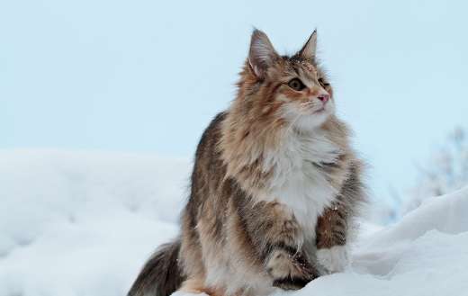 A cat on a high snow drift online