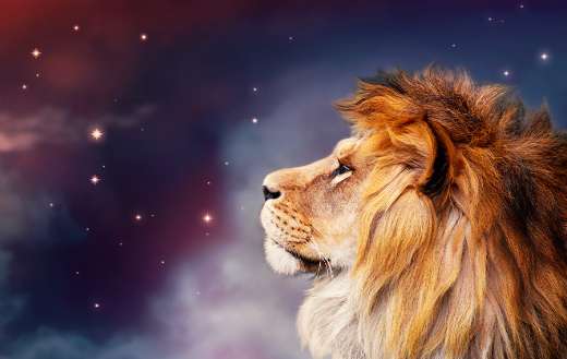 African lion and night in Africa online