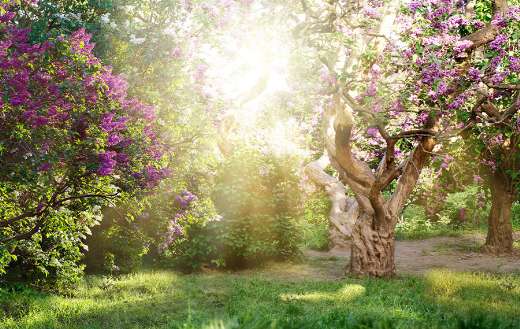 Beautiful landscape with old lilac tree puzzle
