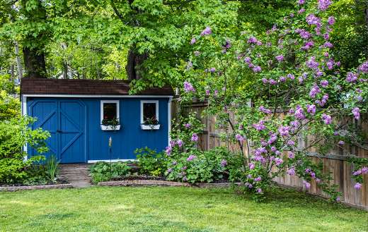 Blue garden shed lawn purple lilac bushes