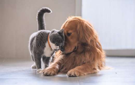 British short hair cat golden retriever