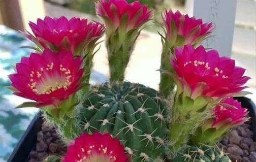 Cactus red flowers puzzle