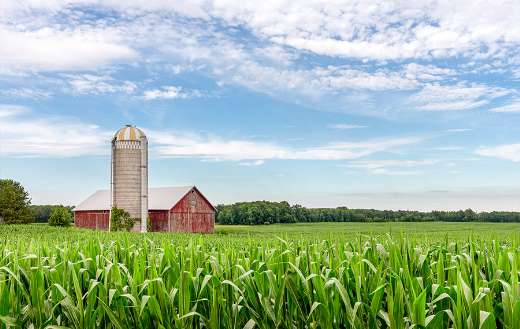 Classic red barn silo field green corn