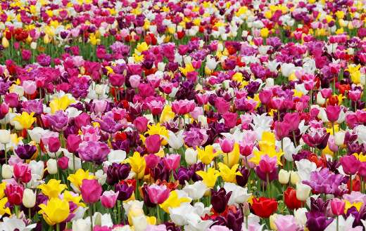 Colorful field tulips puzzle