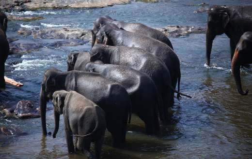 Group of elephants online