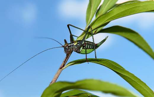 Wart biter bush cricket puzzle