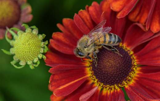Bee pollinating middle flower puzzle.