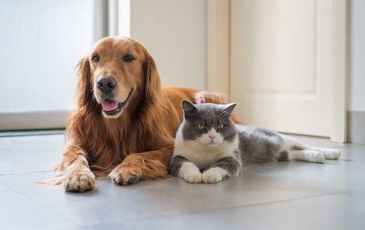 British short hair cat and golden retriever