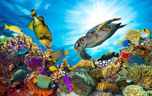 Colorful coral reef with fishes