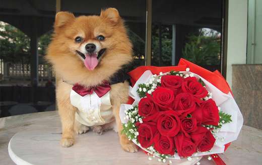 Cute dog with roses bouquet