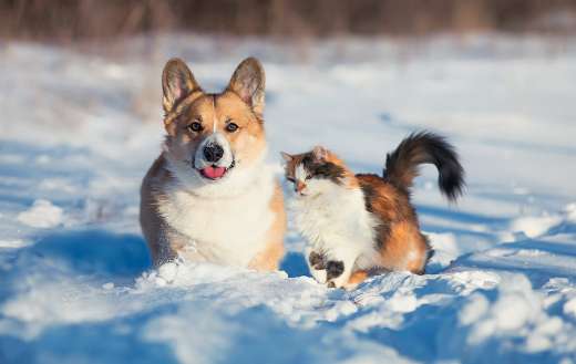 Fluffy red cat and dog sit next each other