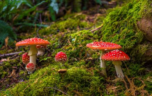 Group of fly agaric with red caps