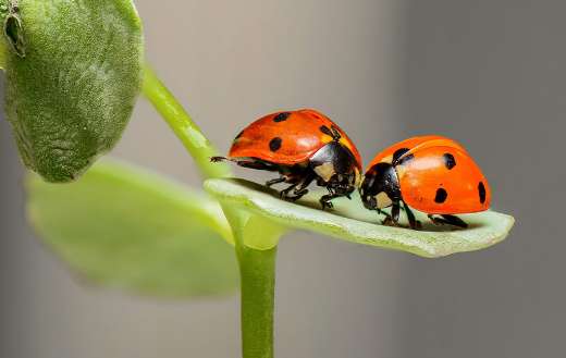 Ladybird beetles pair puzzle