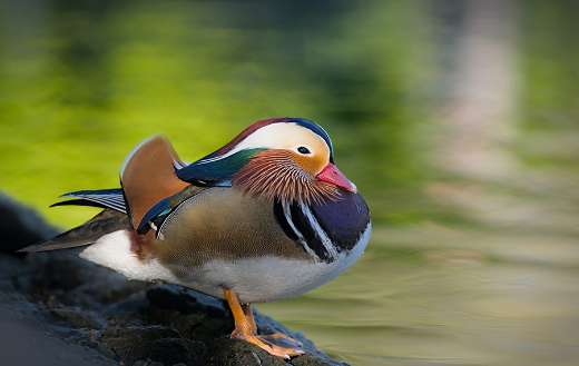 Mandarin duck native species