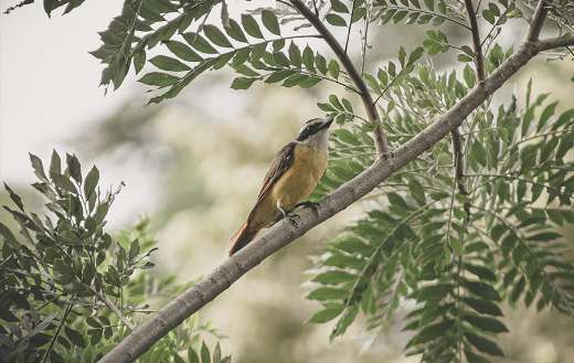 Sparrow bird on the branch