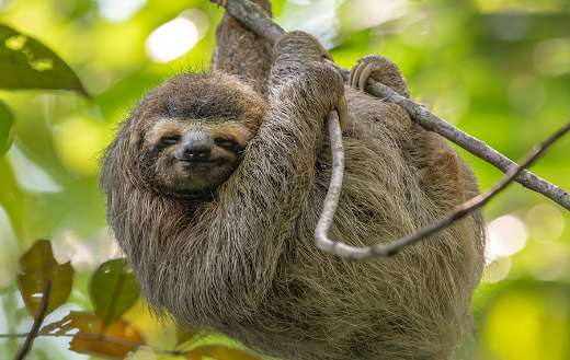 Toed sloth in Costa Rica online