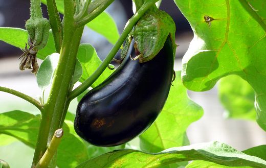 Aubergine vegetable online