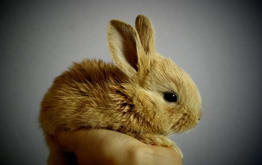 Baby rabbit online