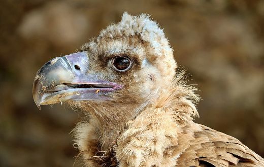 Black vulture online