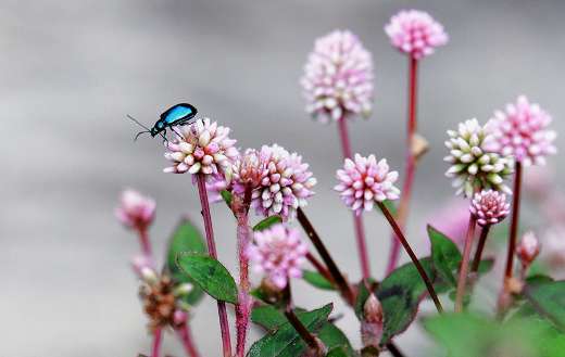 Dark blue beetle puzzle
