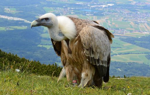 Scavengers vulture Austria