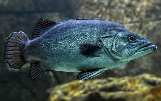 Underwater black fish