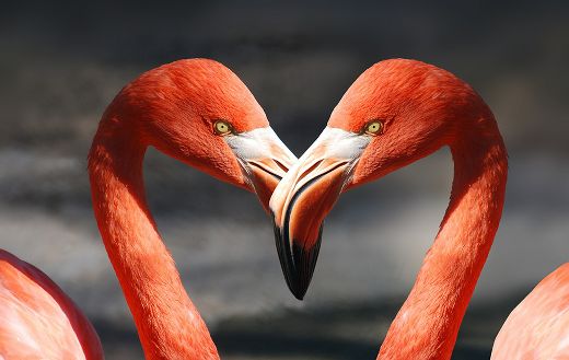 Flamingo valentine heart