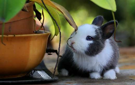 Black and white bunny rabbit