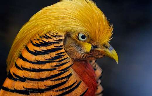 Chinese golden pheasant