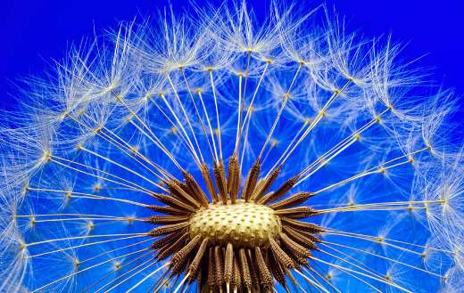 Close up dandelion plant