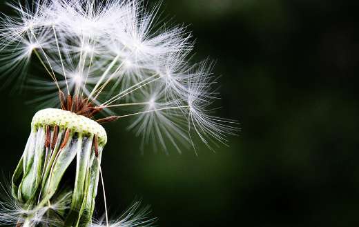 Close up dandelion seeds