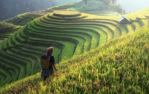 Cottage agriculture online