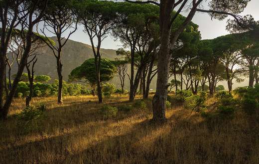 Greece landscape forest