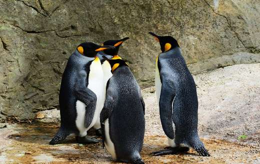 King penguins online