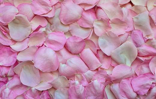 Pink rose petals puzzle