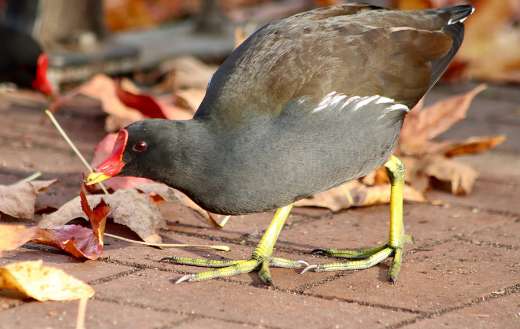Ralle green footed moorhen
