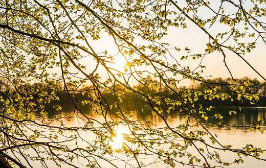 Small leaves growing