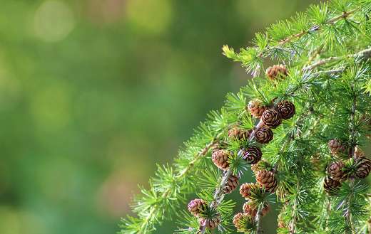 Spring needles tree conifer