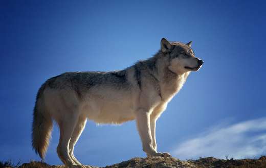 Wild animal wolf puzzle